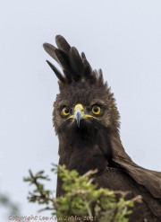 long-Crested-eagle-1-2