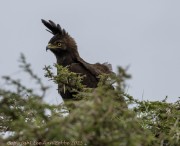 long-Crested-eagle-1