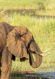 muddy-elephant-1