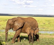 muddy-elephants-1