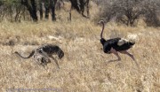 ostrich-1-2