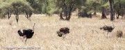 ostrich-1-3