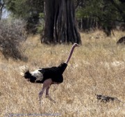 ostrich-1