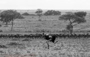 ostrich-and-wildebeest-1
