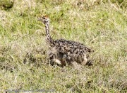 ostriches-babies-1-2