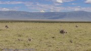 ostriches-babies-1