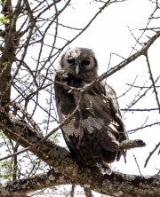 owl-1
