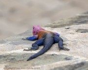 pink-headed-lizard-1