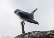 pygmy-falcon-1