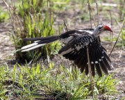 red-billed-hornbill-1-2