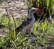 red-billed-hornbill-1