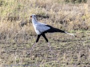 secretary-bird-1
