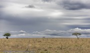 serengeti-plain-1