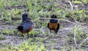 starlings-1