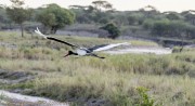 stork-1-6