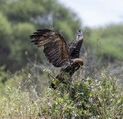 tawny-eagle-1-2