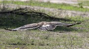 tawny-eagle-1-3