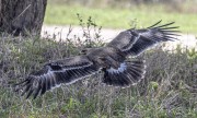 tawny-eagle-1-4