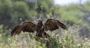 tawny-eagle-1