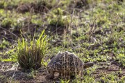 tortoise-1