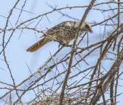 unknown-bird-1-2