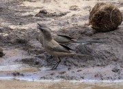 unknown-bird-1-3