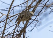unknown-bird-1