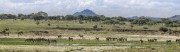 zebras-and-scenery-1
