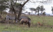 zebras-and-topi-1